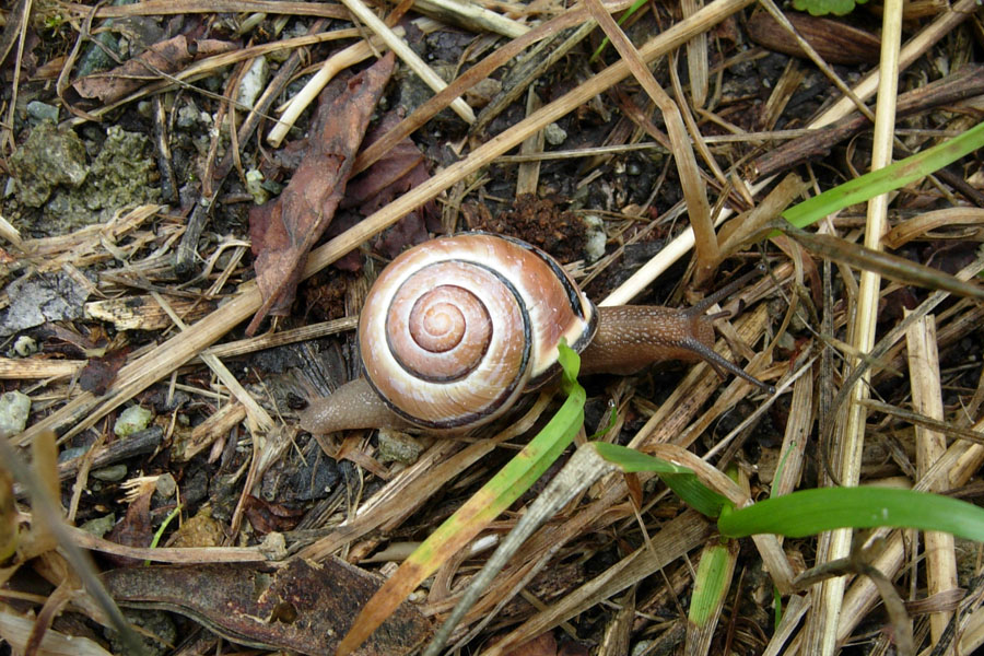 Tutte Cepaea nemoralis?